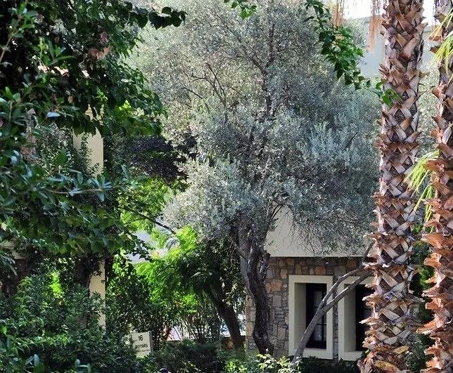 Zeytinada Hotel Torba